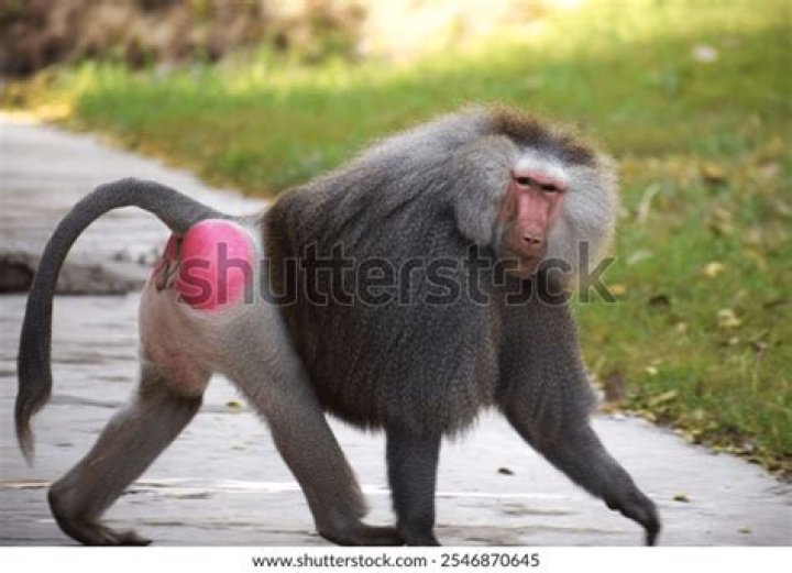 Baboon's Butt: Understanding the Unique Features and Importance in Wildlife