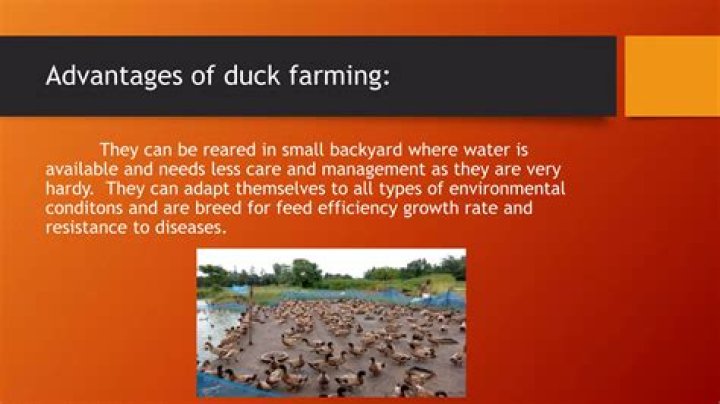 Duck Carbon Footprint: Understanding the Environmental Impact of Duck Farming