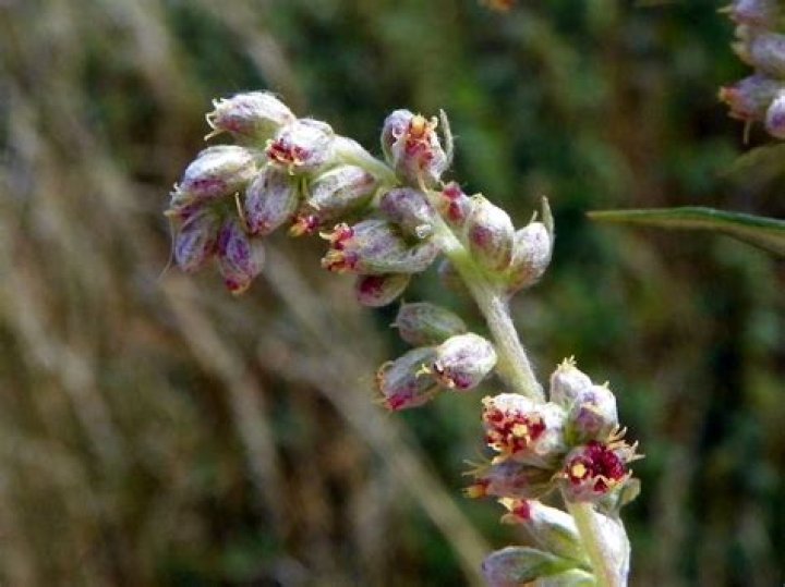 Jackie Robinson Jr.: A Legacy of Courage and Inspiration