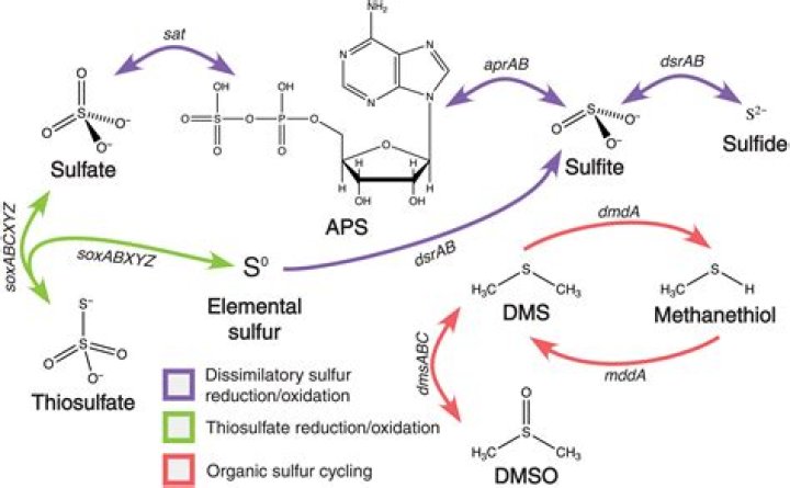 Melodi R34: Understanding the Intricacies of a Controversial Digital Phenomenon