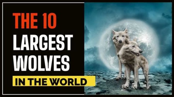 The Biggest Wolf Ever Recorded: Unveiling the Legends and Facts