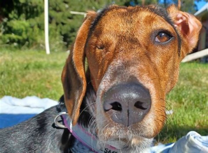 The Science of Looking After Canines: A Comprehensive Guide for Dog Owners