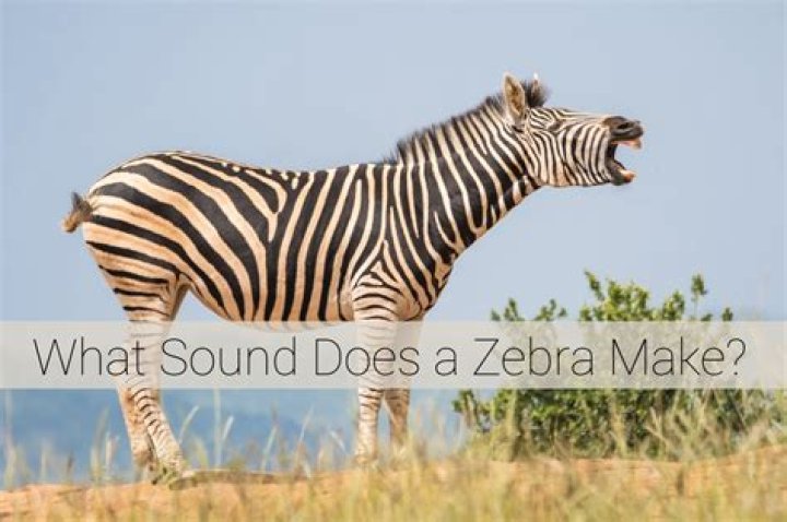 What Noise Does a Zebra Make? Exploring the Sounds of These Striped Animals