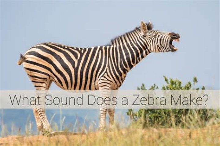 What Sound Does a Zebra Make: Discovering the Unique Vocalizations of Zebras