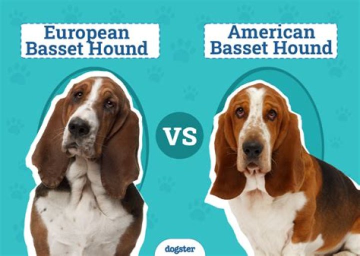 What Weight is Bo Basset: A Comprehensive Guide to the Iconic Bassett Hound