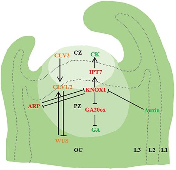 Who is Clay Virtue? An In-Depth Look at the Rising Star